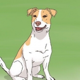 Escolhendo um filhote de jack russell