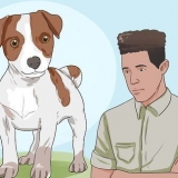 Mantendo um jack russell terrier feliz