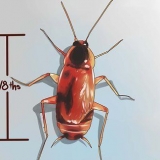 Reconhecendo uma barata