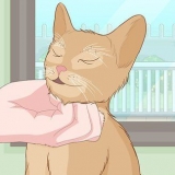 Acariciando um gato