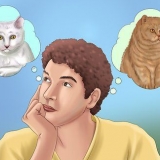 Adote um gato