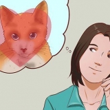 Ter um gato como animal de estimação
