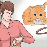 Coloque uma coleira em um gato