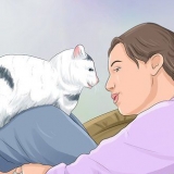 Impeça um gato de te acordar