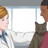 Dando sedativos a um gato