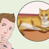 Abraçando um gato