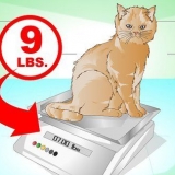 Faça um gato chegar
