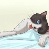 Como fazer um gato parar de mastigar