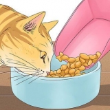 Faça um gato parar de miar