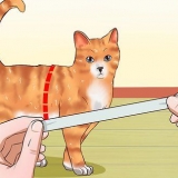 Ensinando um gato a andar na coleira