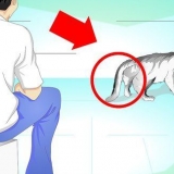 Tratando um gato com a cauda quebrada