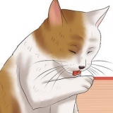 Verificando um gato para pulgas