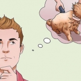 Barbear um gato