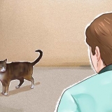 Domar um gato