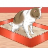 Dando um gato um enema em casa