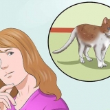 Treinando um gato para estar seguro ao ar livre e ser um bom caçador de ratos