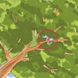 Tirando um gato de uma árvore