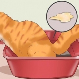 Como curar um gato de prisão de ventre