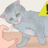 Segurando um gato