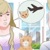 Transportar um gato de avião