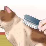 Cuidar de um gato