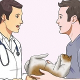Preparando um gato para uma viagem de avião