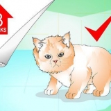 Banhando um gatinho