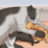 Criando um gatinho