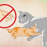 Fazendo um gatinho amar água