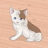 Lavando um gatinho