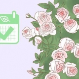 Plante uma rosa trepadeira