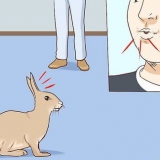 Acariciando um coelho