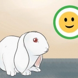 Manter um coelho e um gato como animais de estimação