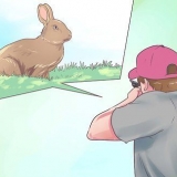 Preparando um coelho para cozinhar