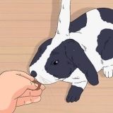 Treinando um coelho