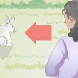 Segurando um coelho