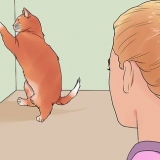 Acalmar um gato no cio