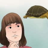 Cuidando de uma tartaruga