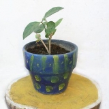 Usando um pavio para regar uma planta