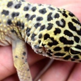 Uma lagartixa leopardo que não se alimenta