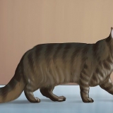 Identificando um maine coon