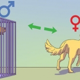 Acalmar um cão macho quando uma fêmea está no cio