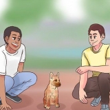 Treinando um malinois