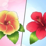 Winterizing um hibisco perene