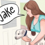 Invente um nome para o seu cachorro ou cachorro