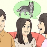 Procurando um novo lar para seu cão
