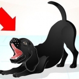 Treinando um labrador travesso