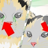 Tratando uma infecção ocular em um gato