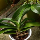 Replantar uma orquídea