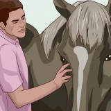 Ensine um cavalo